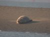 Common Seal at Westcliff Seafront (Paul Griggs) (19731 bytes)